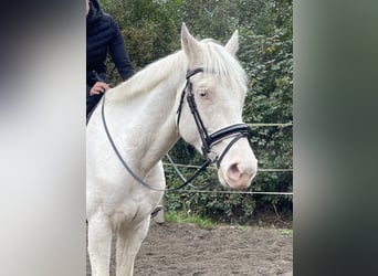 Sella Italiano, Caballo castrado, 7 años, 157 cm, Cremello