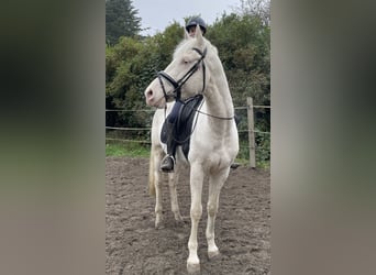 Sella Italiano, Caballo castrado, 7 años, 157 cm, Cremello