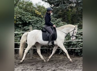 Sella Italiano, Caballo castrado, 7 años, 157 cm, Cremello