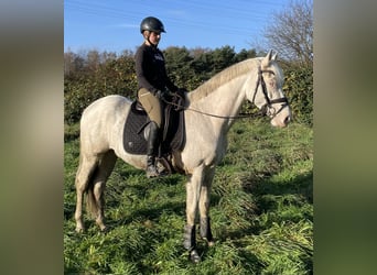 Sella Italiano, Caballo castrado, 7 años, 157 cm, Cremello