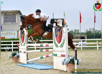 Sella Italiano, Caballo castrado, 7 años, 170 cm, Pío