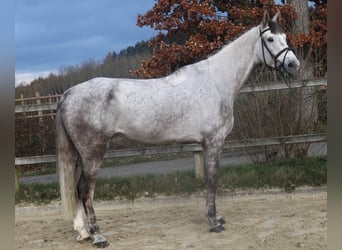 Sella Italiano, Caballo castrado, 7 años, 172 cm, Tordo