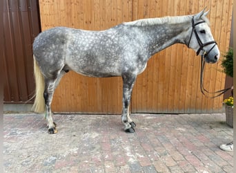 Sella Italiano, Caballo castrado, 7 años, 174 cm, Tordo