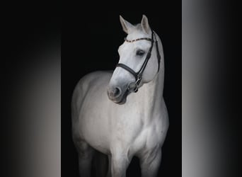 Sella Italiano, Caballo castrado, 7 años, 175 cm, Tordo