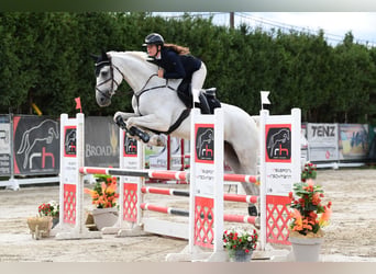 Sella Italiano, Caballo castrado, 7 años, 175 cm, Tordo