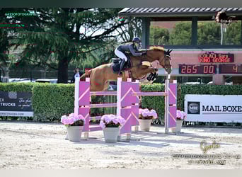 Sella Italiano, Caballo castrado, 7 años, 176 cm, Alazán