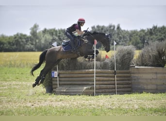 Sella Italiano, Castrone, 12 Anni, 163 cm, Baio scuro