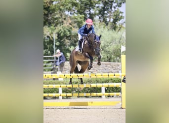 Sella Italiano, Castrone, 12 Anni, 163 cm, Baio scuro