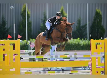 Sella Italiano, Castrone, 12 Anni, 170 cm, Sauro scuro