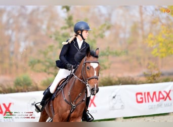 Sella Italiano, Castrone, 12 Anni, 172 cm, Baio