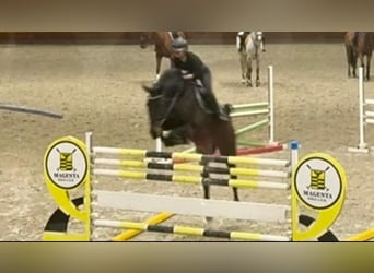 Sella Italiano, Castrone, 13 Anni, Baio nero