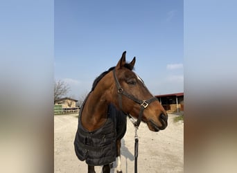 Sella Italiano, Castrone, 15 Anni