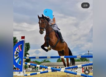 Sella Italiano, Castrone, 17 Anni, 172 cm, Baio scuro