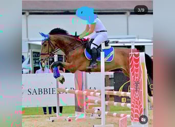 Sella Italiano, Castrone, 17 Anni, 172 cm, Baio scuro