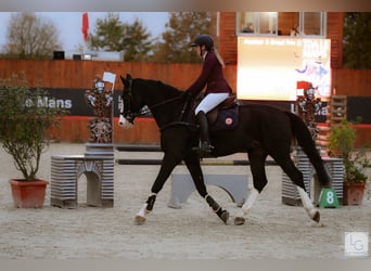 Sella Italiano, Castrone, 19 Anni, 180 cm, Morello