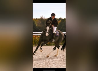 Sella Italiano, Castrone, 19 Anni, 180 cm, Morello