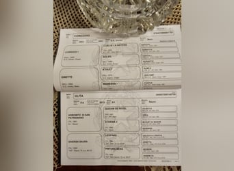 Sella Italiano, Castrone, 2 Anni, 169 cm, Baio scuro