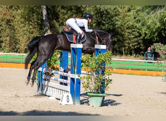 Sella Italiano, Castrone, 4 Anni, Baio scuro