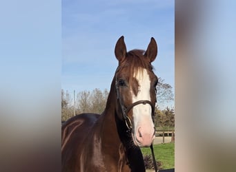 Sella Italiano, Castrone, 4 Anni, Sauro