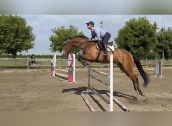 Sella Italiano, Castrone, 5 Anni, 163 cm, Baio