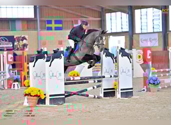 Sella Italiano, Castrone, 5 Anni, 170 cm, Grigio ferro