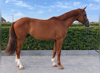 Sella Italiano, Castrone, 5 Anni, 173 cm, Sauro