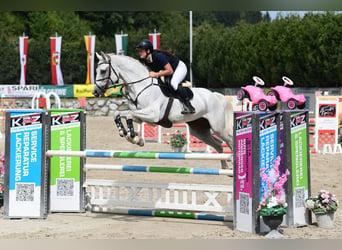 Sella Italiano, Castrone, 7 Anni, 175 cm, Grigio