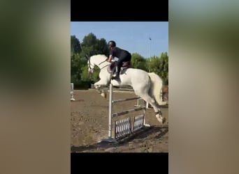 Sella Italiano, Castrone, 7 Anni, 175 cm, Grigio