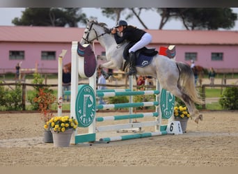 Sella Italiano, Castrone, 8 Anni, 155 cm, Grigio