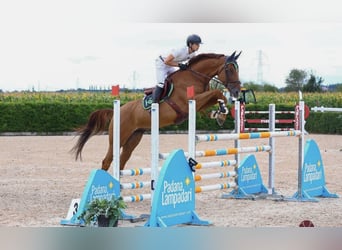 Sella Italiano, Gelding, 10 years, 17 hh, Chestnut-Red