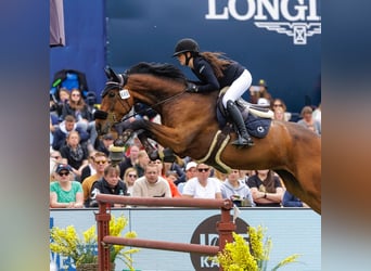 Sella Italiano, Gelding, 11 years, 17 hh, Brown