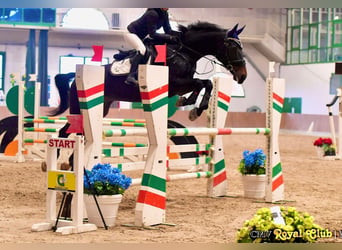 Sella Italiano, Gelding, 13 years, 16.1 hh, Smoky-Black