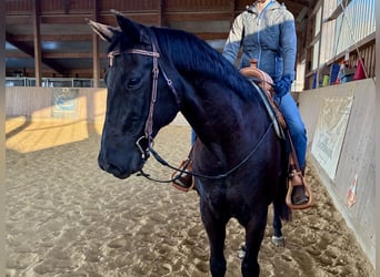 Sella Italiano, Gelding, 14 years, 15.3 hh, Black