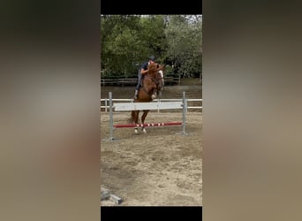 Sella Italiano, Gelding, 14 years, Chestnut-Red