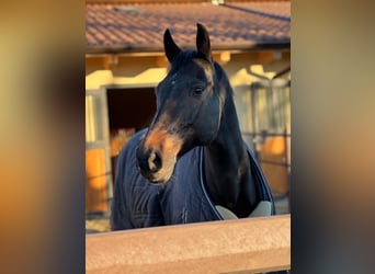 Sella Italiano, Gelding, 15 years, 16,1 hh, Bay-Dark
