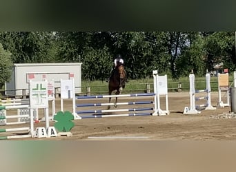 Sella Italiano, Gelding, 16 years, 17 hh, Brown
