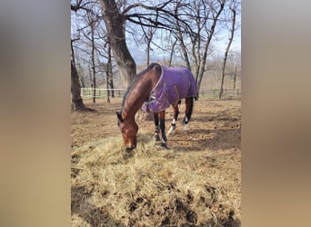 Sella Italiano, Gelding, 17 years, 16.3 hh, Bay-Dark