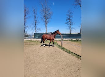 Sella Italiano, Gelding, 17 years, 16,3 hh, Bay-Dark