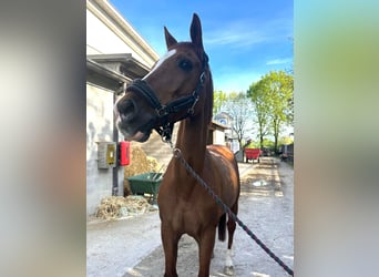 Sella Italiano, Gelding, 17 years, Chestnut-Red