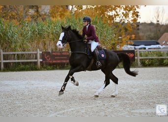 Sella Italiano, Gelding, 19 years, 17,2 hh, Black