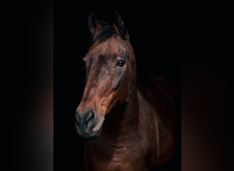 Sella Italiano, Gelding, 20 years, 16.1 hh, Brown