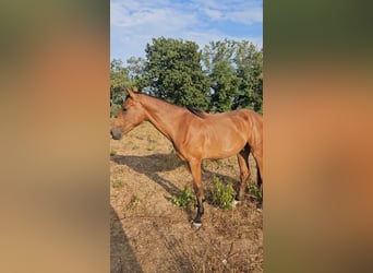 Sella Italiano, Gelding, 2 years, 16,2 hh, Bay-Dark