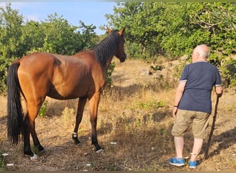 Sella Italiano, Gelding, 2 years, 16,2 hh, Bay-Dark