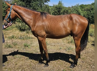 Sella Italiano, Gelding, 2 years, 16,2 hh, Bay-Dark