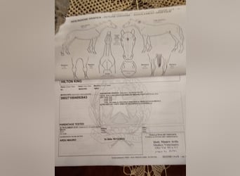 Sella Italiano, Gelding, 2 years, 16,2 hh, Bay-Dark