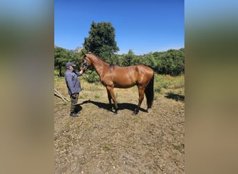 Sella Italiano, Gelding, 2 years, 16,2 hh, Bay-Dark