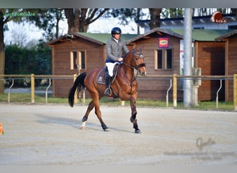 Sella Italiano, Gelding, 4 years, 16.1 hh, Brown