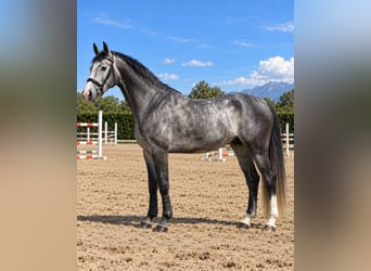Sella Italiano, Gelding, 4 years, 16.1 hh, Grey