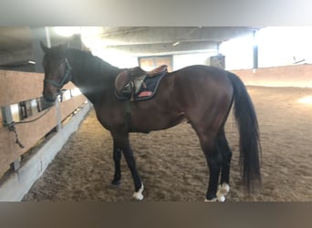 Sella Italiano, Gelding, 4 years, 16.3 hh, Bay-Dark
