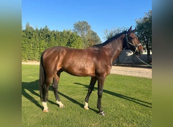 Sella Italiano, Gelding, 4 years, 16.3 hh, Bay-Dark